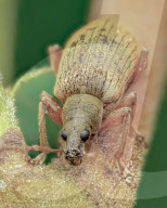 FEATURE - Schau mir in die Augen, Kleiner: Spektakuläre Makro-Aufnahmen von Insekten