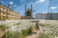 FEATURE - Der wahre Sommer: Die Königswiese in Cambridge steht in voller Blüte
