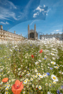 FEATURE - Der wahre Sommer: Die Königswiese in Cambridge steht in voller Blüte