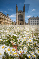 FEATURE - Der wahre Sommer: Die Königswiese in Cambridge steht in voller Blüte
