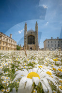 FEATURE - Der wahre Sommer: Die Königswiese in Cambridge steht in voller Blüte