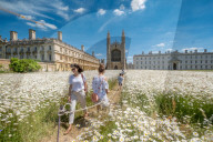 FEATURE - Der wahre Sommer: Die Königswiese in Cambridge steht in voller Blüte