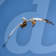 FEATURE -  Wanderfalken attackieren einen Pelikan im Luftraum über ihrem Nest in San Diego