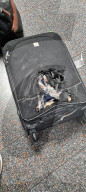 NEWS - EasyJet-Passagier David Benjamin ärgert sich über sein ramponiertes Gepäck