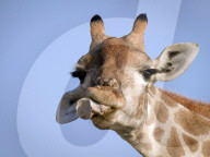 FEATURE - Ein Knochen als Zahnstocher: Eine Giraffe bei der Mundhygiene im Etosha National Park in Namibia