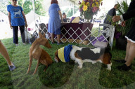 FEATURE - Annual Westminster Kennel Club Dog Show
