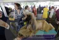 FEATURE - Annual Westminster Kennel Club Dog Show