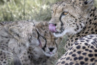 FEATURE - Gruppenkuscheln: Eine Gepardenfamilie im Olare Motorogi Conservancy Naturschutzgebiet in Kenia