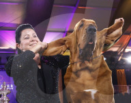 FEATURE - Bluthund Trumpet gewinnt bei der Hundeschau des Westminster Kennel Club den Titel "Best in Show"
