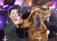FEATURE - Bluthund Trumpet gewinnt bei der Hundeschau des Westminster Kennel Club den Titel "Best in Show"
