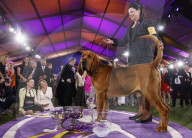 FEATURE - Bluthund Trumpet gewinnt bei der Hundeschau des Westminster Kennel Club den Titel "Best in Show"