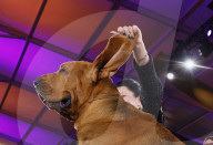 FEATURE - Bluthund Trumpet gewinnt bei der Hundeschau des Westminster Kennel Club den Titel "Best in Show"