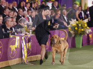 FEATURE - Bluthund Trumpet gewinnt bei der Hundeschau des Westminster Kennel Club den Titel "Best in Show"