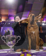 FEATURE - Bluthund Trumpet gewinnt bei der Hundeschau des Westminster Kennel Club den Titel "Best in Show"