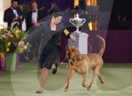 FEATURE - Bluthund Trumpet gewinnt bei der Hundeschau des Westminster Kennel Club den Titel "Best in Show"