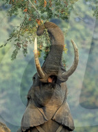 FEATURE - Ein Elefant greift nach einem Ast, landet aber mit Laub in seinem Gesicht