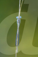 FEATURE - Eine blaue Kleinlibelle versteckt sich hinter einem dünnen Grashalm