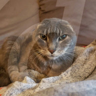 FEATURE - Gehör ist immer noch perfekt: Ex-Strassenkatze Nora aus Wisconsin lebt nach Operation ohne Ohren