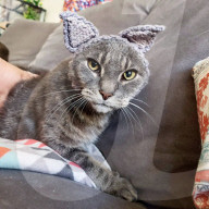 FEATURE - Gehör ist immer noch perfekt: Ex-Strassenkatze Nora aus Wisconsin lebt nach Operation ohne Ohren