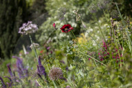 Brian Corr, head gardener of Highgrove Gardens.
