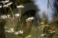 Brian Corr, head gardener of Highgrove Gardens.