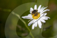 Brian Corr, head gardener of Highgrove Gardens.