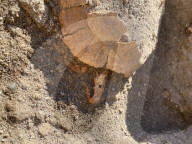 FEATURE - 2000 Jahre alte Schildkröte und ihr Ei in Pompeji gefunden