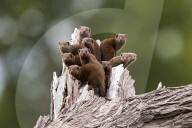 FEATURE - Eine Schar wilder Mungos hockt über ihrer Höhle, einem hohlen Baumstamm