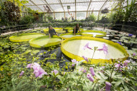 FEATURE - Riesen-Seerose im Waterlily House in den Royal Botanic Gardens