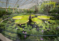 FEATURE - Riesen-Seerose im Waterlily House in den Royal Botanic Gardens