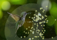 FEATURE - Ein Kolibri versprüht mikroskopisch kleine Wassertröpfchen