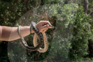 Lizards or snakes? The stark game of survival playing out in Ibiza.