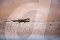 Lizards or snakes? The stark game of survival playing out in Ibiza.