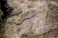 Lizards or snakes? The stark game of survival playing out in Ibiza.