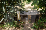 Lizards or snakes? The stark game of survival playing out in Ibiza.