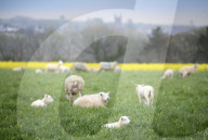 Rewinding 100 years: the Devon neighbours who united to rewild on a grand scale.