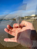 FEATURE - Segelquallen am Strand von Tolcarne an der britischen Atlantikküste