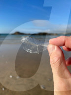 FEATURE - Segelquallen am Strand von Tolcarne an der britischen Atlantikküste
