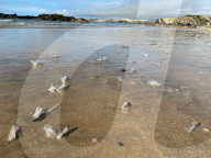 FEATURE - Segelquallen am Strand von Tolcarne an der britischen Atlantikküste