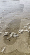 FEATURE - Segelquallen am Strand von Tolcarne an der britischen Atlantikküste