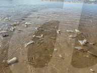 FEATURE - Segelquallen am Strand von Tolcarne an der britischen Atlantikküste