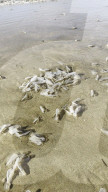 FEATURE - Segelquallen am Strand von Tolcarne an der britischen Atlantikküste