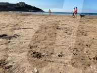 FEATURE - Segelquallen am Strand von Tolcarne an der britischen Atlantikküste
