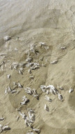 FEATURE - Segelquallen am Strand von Tolcarne an der britischen Atlantikküste