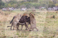 FEATURE - Fressen und gefressen werden: Geparden bei der gemeinsamen Jagd im Masai Mara Nationalpark