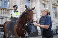 NEWS - Hitzewelle in London: Polizeipferde werden in Westminster mit Wasser versorgt