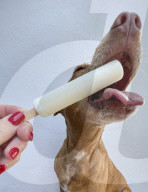 Hot Dog cools off with an ice lolly 