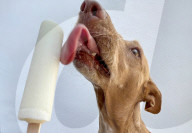 Hot Dog cools off with an ice lolly 