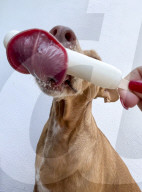 Hot Dog cools off with an ice lolly 