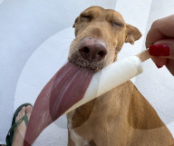 Hot Dog cools off with an ice lolly 